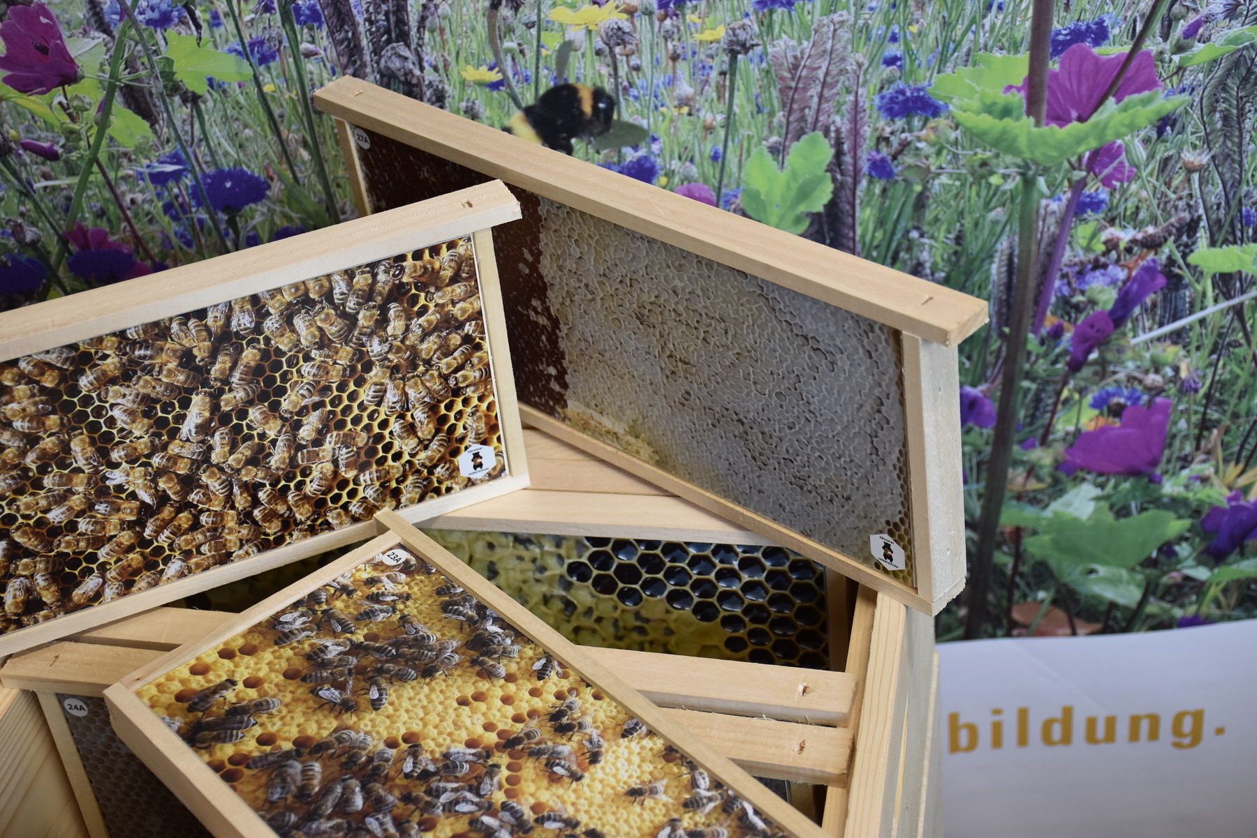 Fotobeute .jpg © Bienenzentrum OÖ