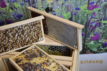 Fotobeute .jpg © Bienenzentrum OÖ