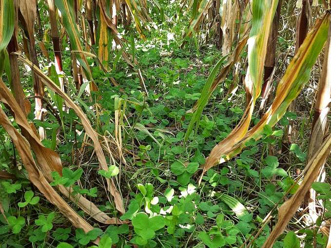 Undercover im Herbst.jpg © BWSB/Schütz