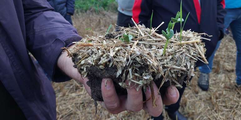 Bild 1_Eindrücke vom Zwischenfruchtanbauversuch für Gemüsefruchtfolgen.jpg © BWSB