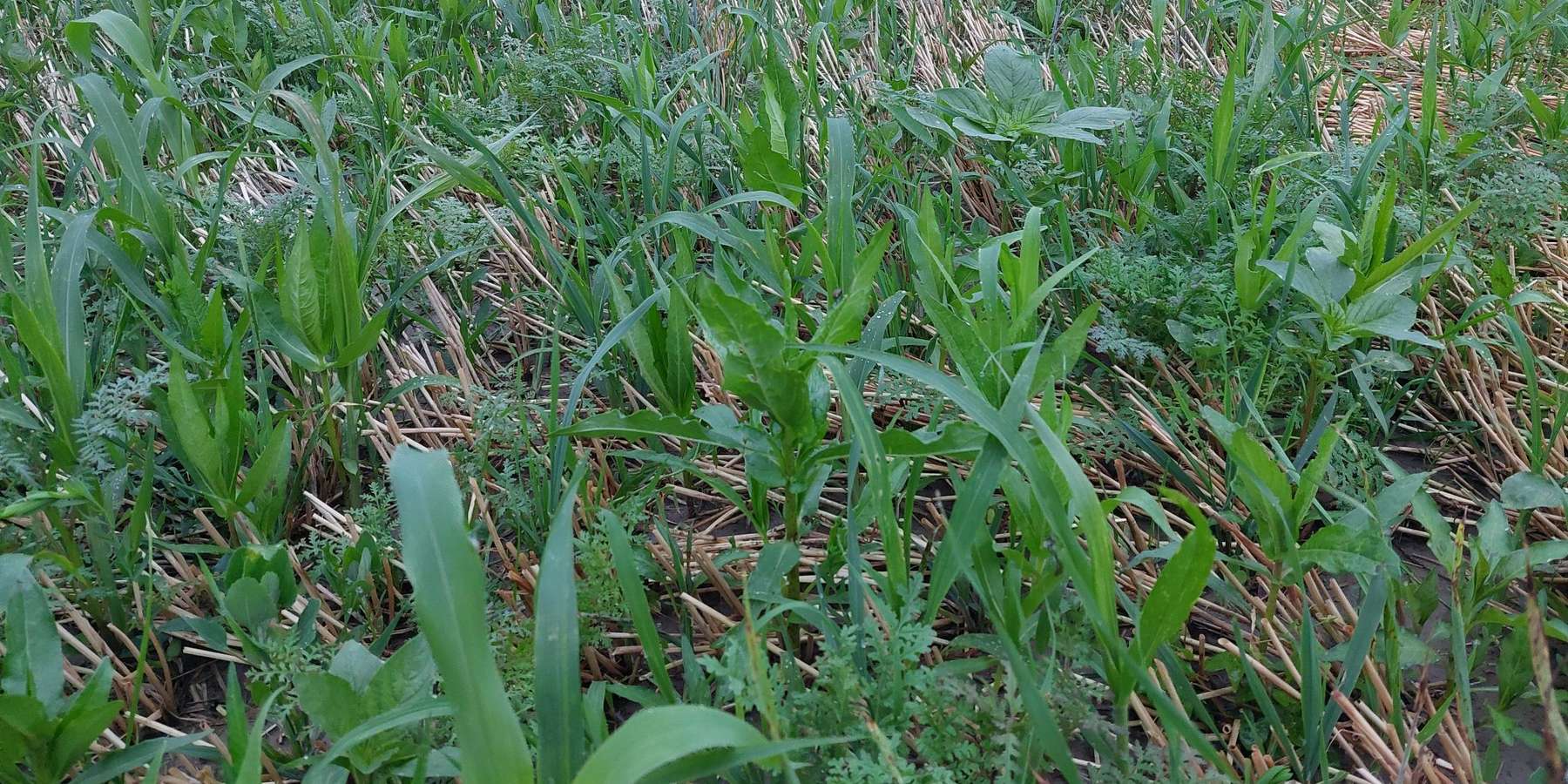 Bild 2_Eindrücke vom Zwischenfruchtanbauversuch für Gemüsefruchtfolgen.jpg © BWSB