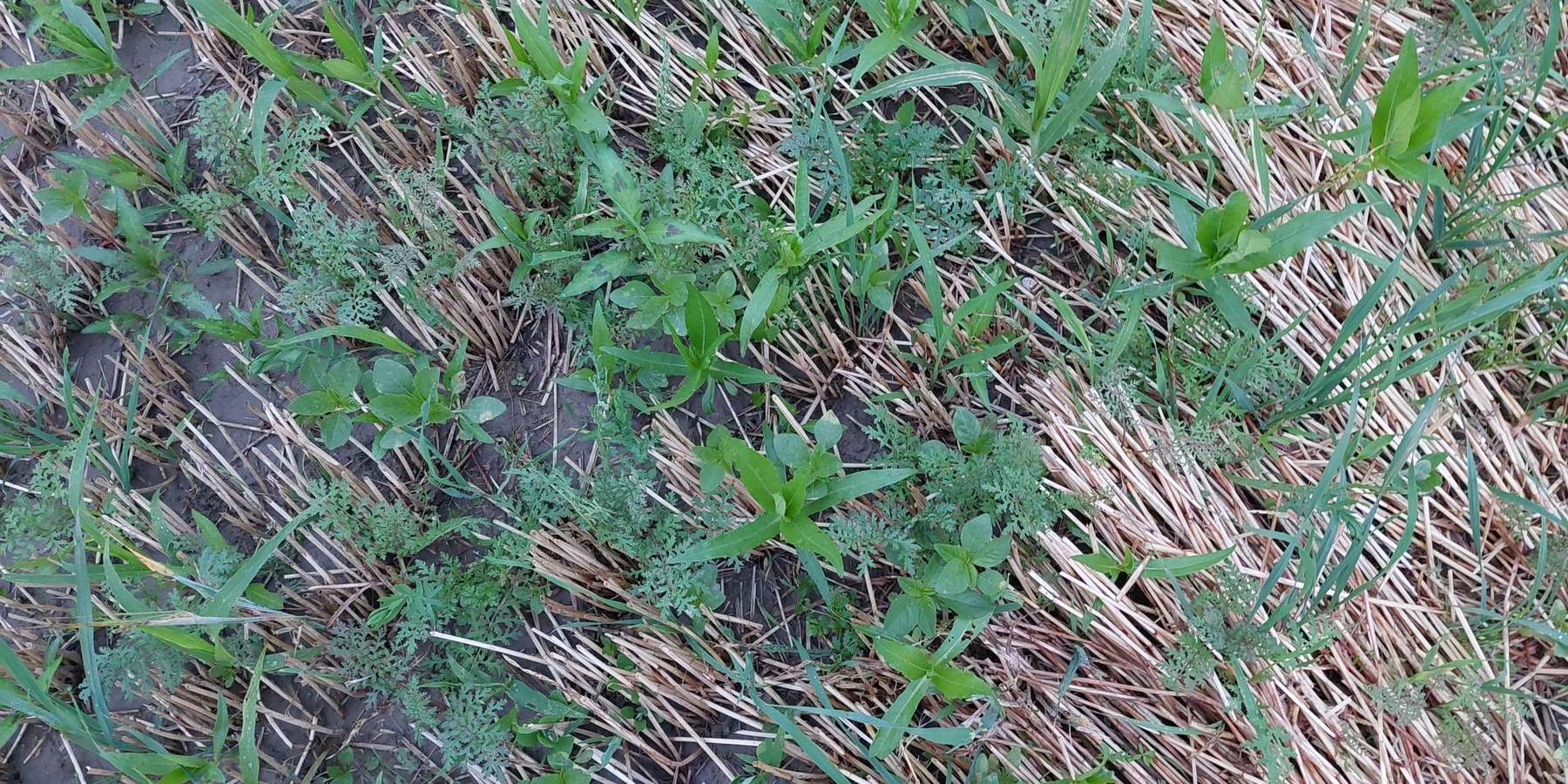 Bild 3_Eindrücke vom Zwischenfruchtanbauversuch für Gemüsefruchtfolgen.jpg © BWSB