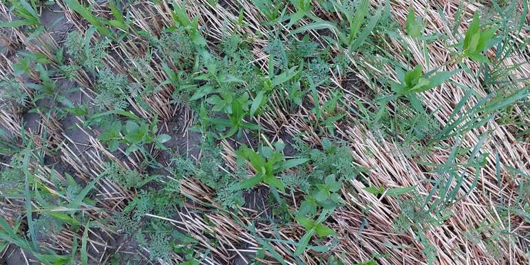 Bild 3_Eindrücke vom Zwischenfruchtanbauversuch für Gemüsefruchtfolgen.jpg © BWSB