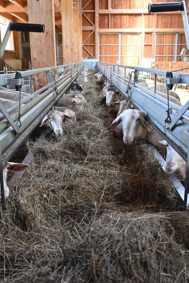 Abb. 2. Milchschafe.jpg © LK OÖ