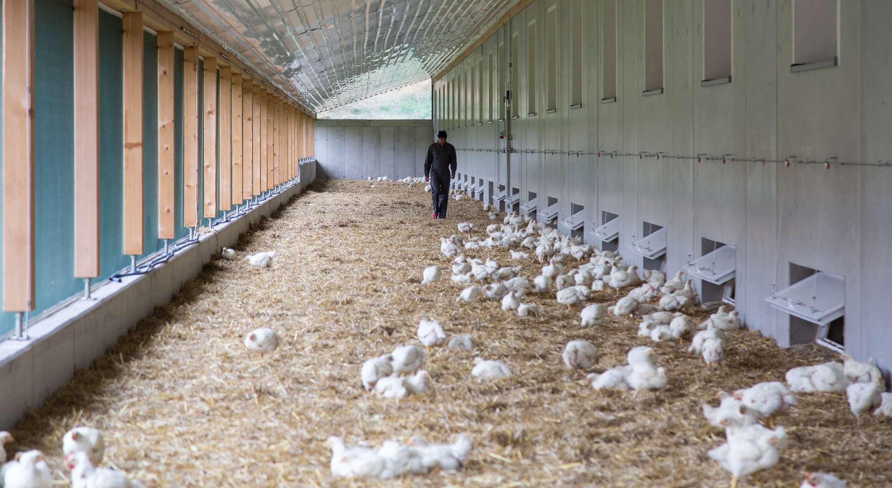 Geflügelhaltung.jpg © AMA-Marketing
