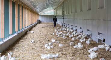 Geflügelhaltung.jpg © AMA-Marketing