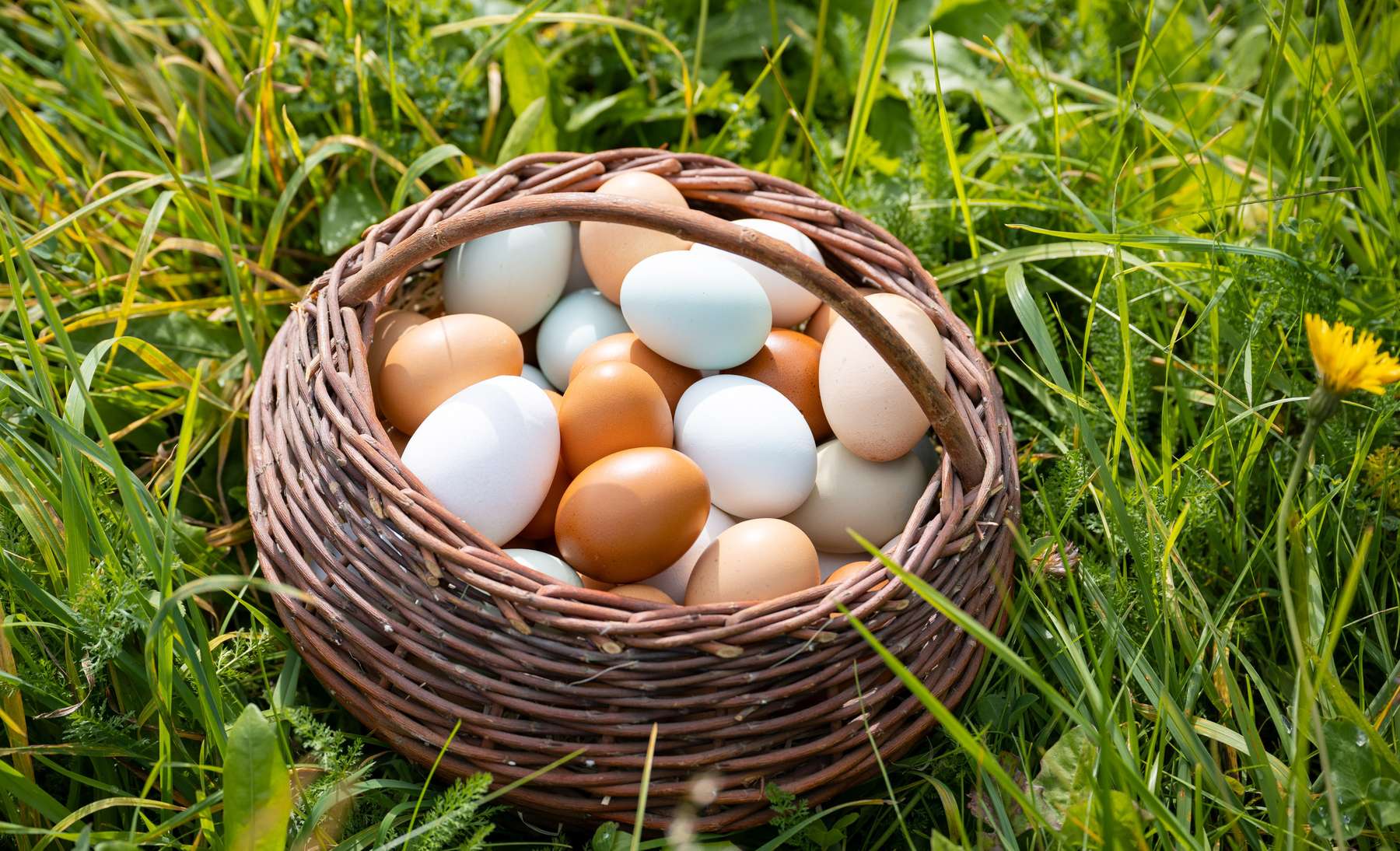 Eier im Korb.jpg © AMA Marketing/Paul Gruber