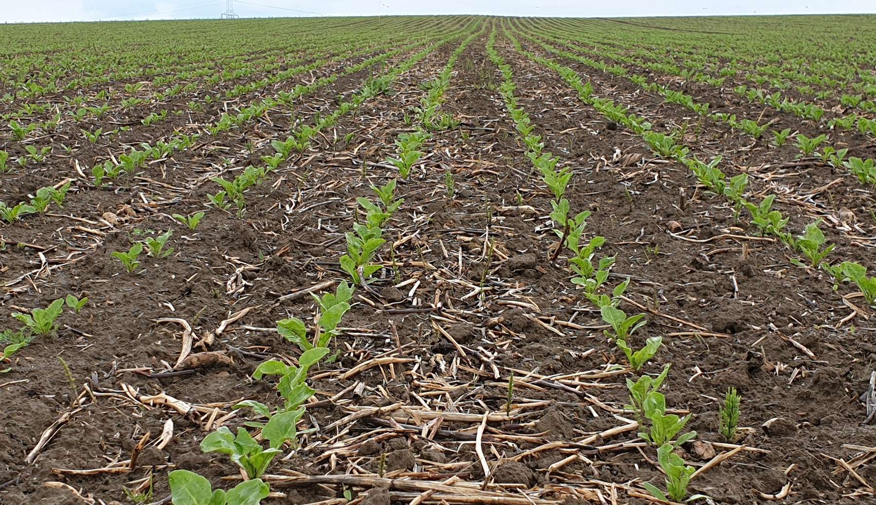 Rübenanbau.jpg © LK OÖ/Bäck