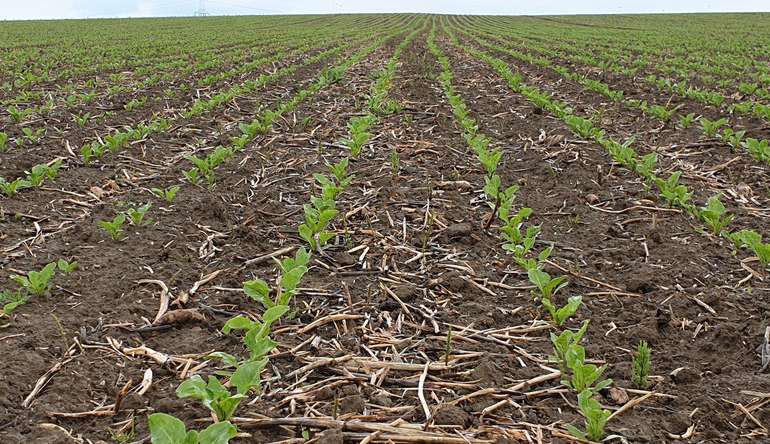 Rübenanbau.jpg © LK OÖ/Bäck