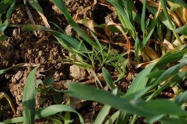 Ungras in Getreide.jpg © LK NÖ