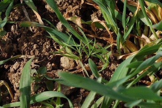 Ungras in Getreide.jpg © LK NÖ