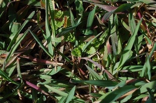 Ehrenpreis in Wintergetreide.jpg © LK NÖ