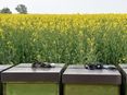 Raps-Bienen © Bienenzentrum OÖ