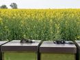 Raps-Bienen © Bienenzentrum OÖ