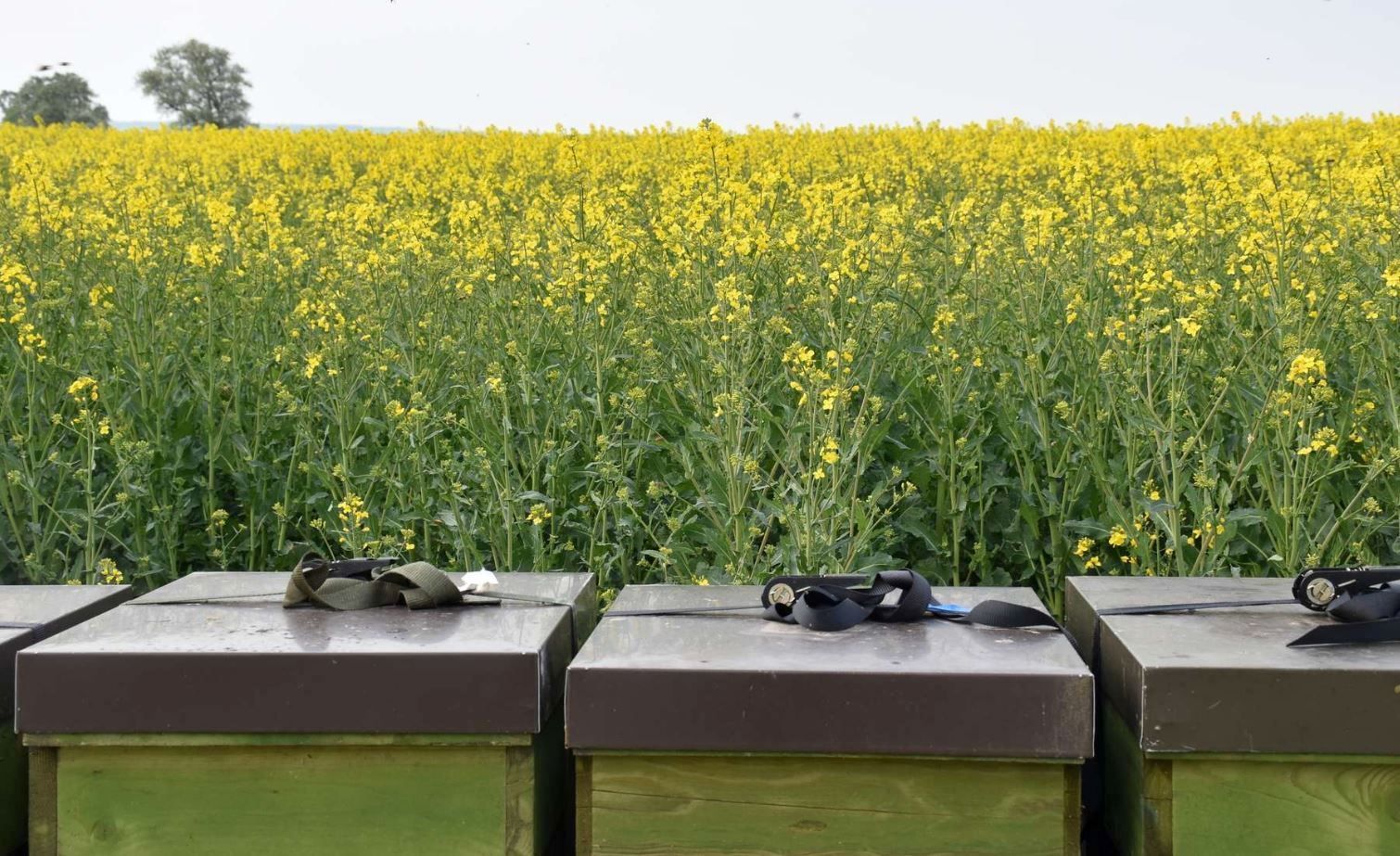 Raps-Bienen.jpg © Bienenzentrum OÖ