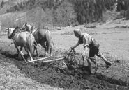 Ackern mit Pferd.jpg © Archiv
