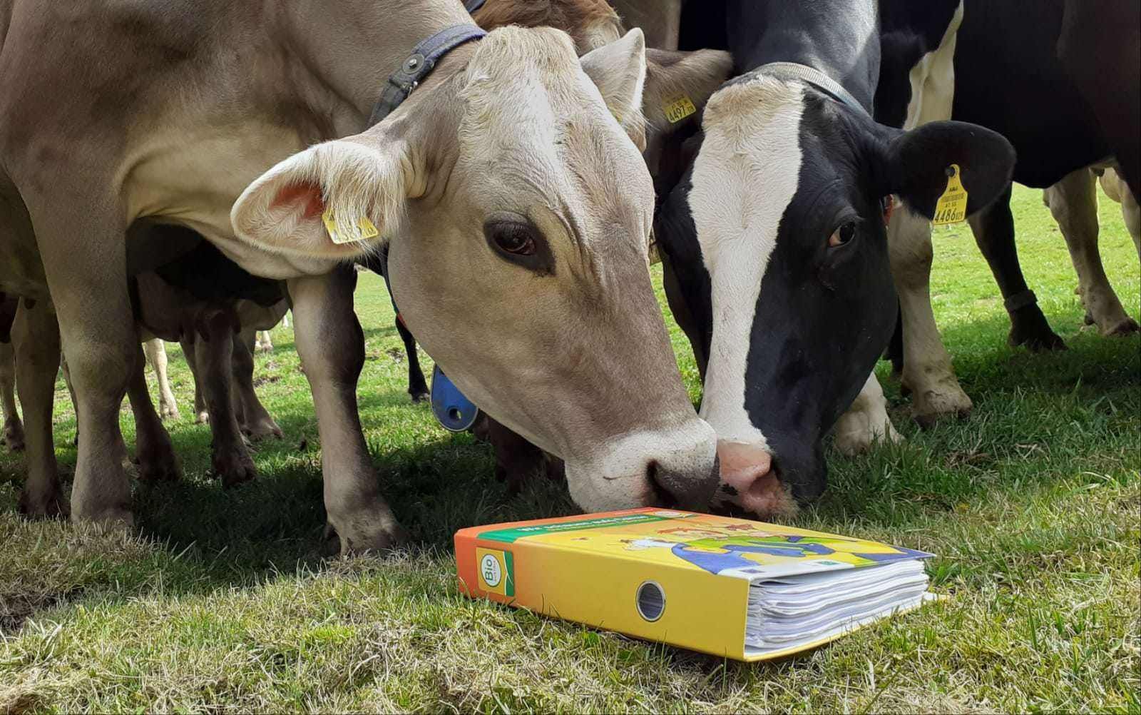 Kontrolle_Mappe_Kuehe_(c)Woschitz (002).jpg © Woschitz