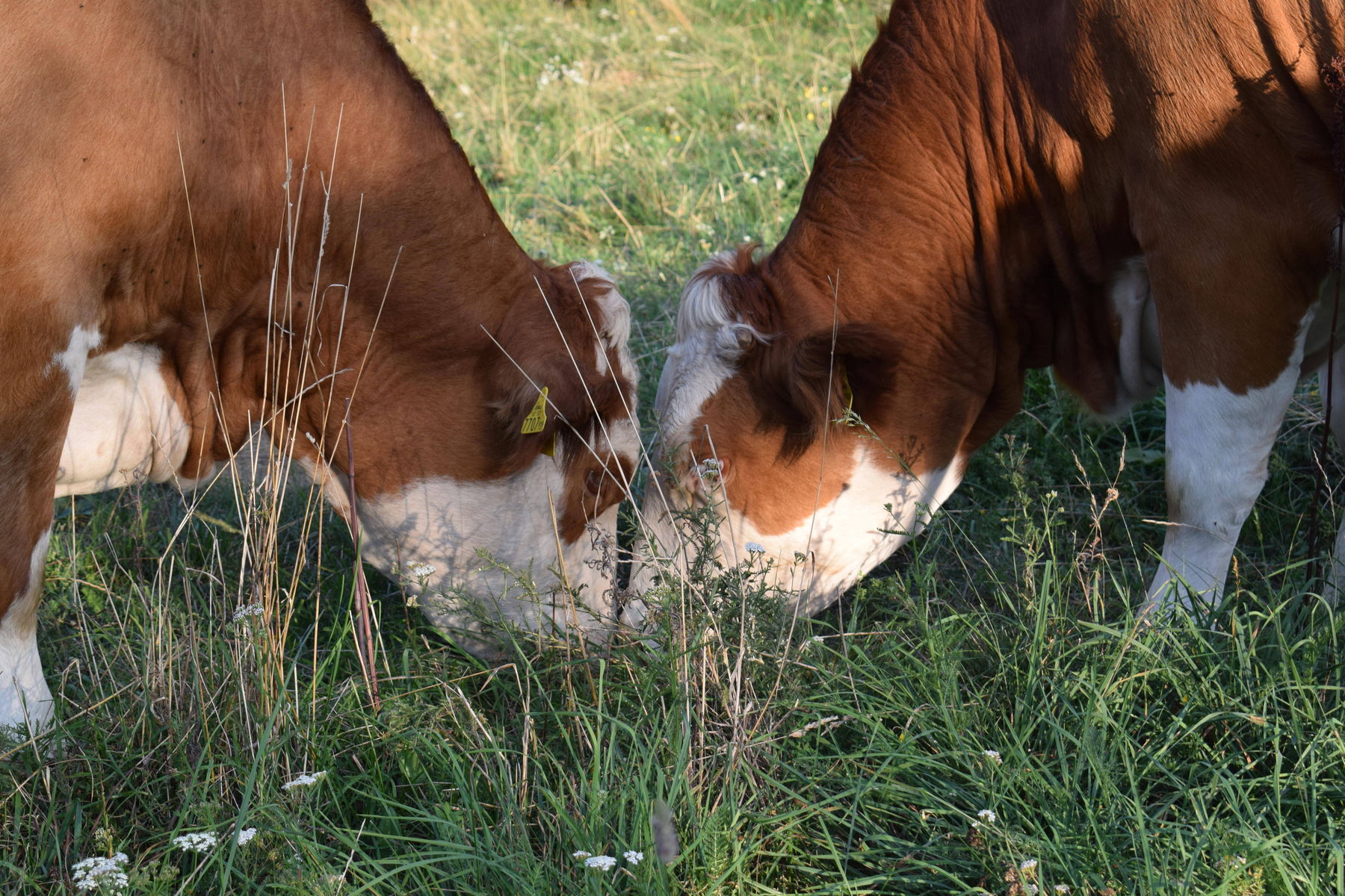 Köpfe_zusammenstecken_(c)Ratz.jpg © LK Kärnten/Ratz