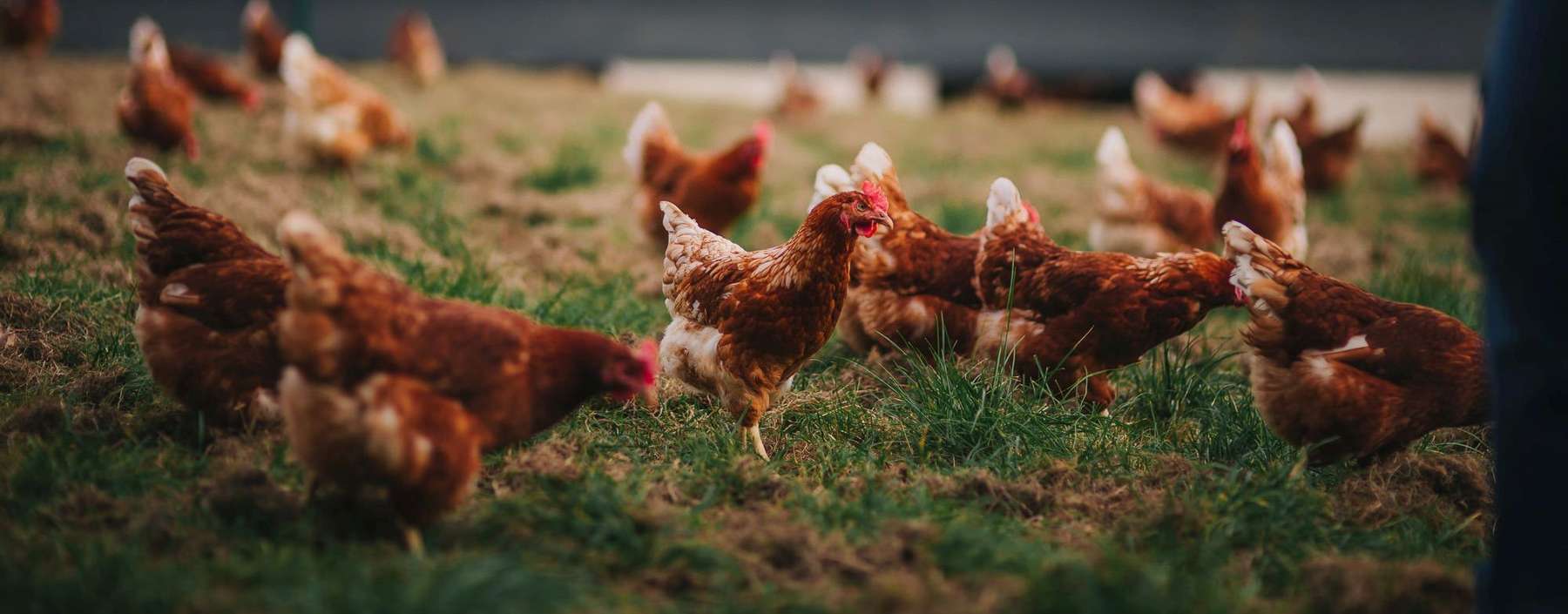 Geflügel@AMA.jpg © AMA