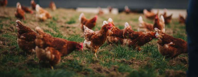 Geflügel@AMA.jpg © AMA