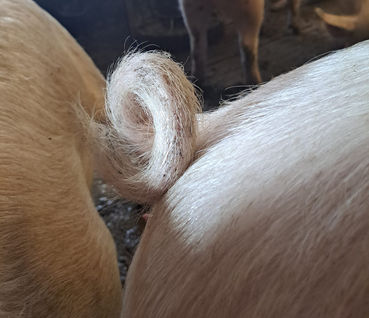 Ringelschwanz@Gerl.jpg © LK Kärnten/Christina Gerl