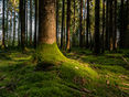 Nadelwald_Boden-ID94826 © agrarfoto.com