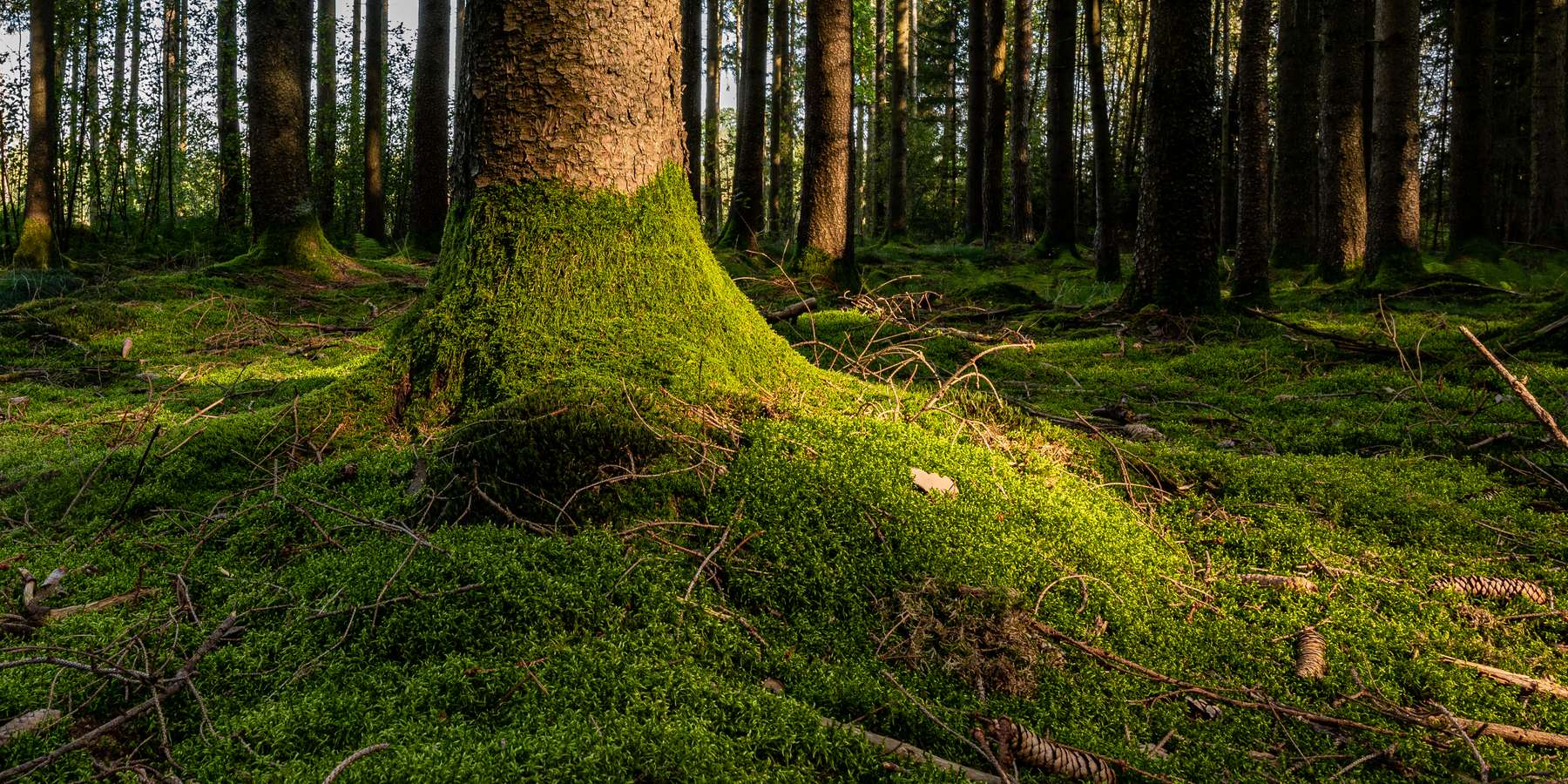 Nadelwald_Boden-ID94826.jpg © agrarfoto.com
