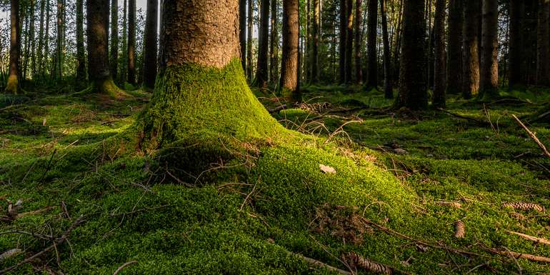 Nadelwald_Boden-ID94826.jpg © agrarfoto.com