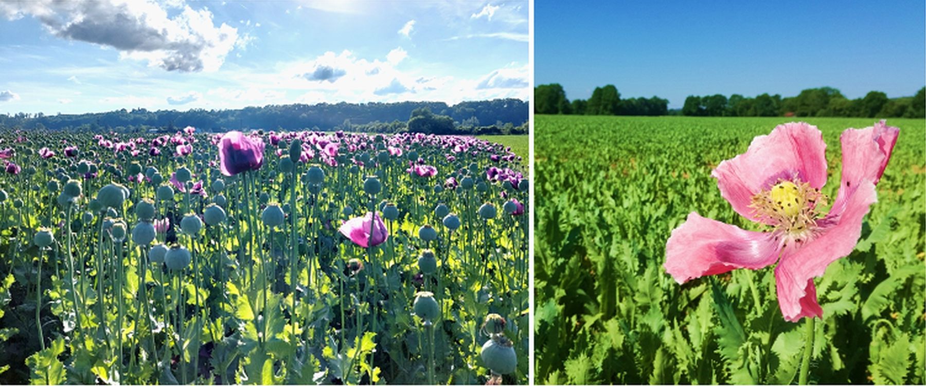 Mohnbestand in der Blüte.jpg © BWSB/Wallner