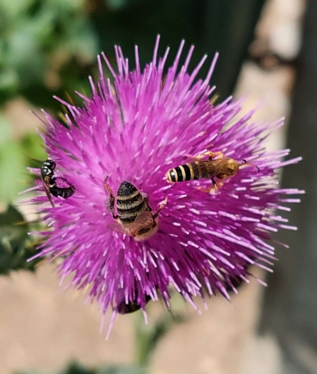 Distel.jpg © LK Kärnten/Thurner