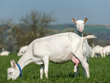 ZIEGEN.jpg © ZZV Oberösterreich