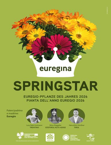 „Euregina Springstar“ - EUREGIO-Pflanze des Jahres 2026 © EUREGIO-Pflanze des Jahres 2026