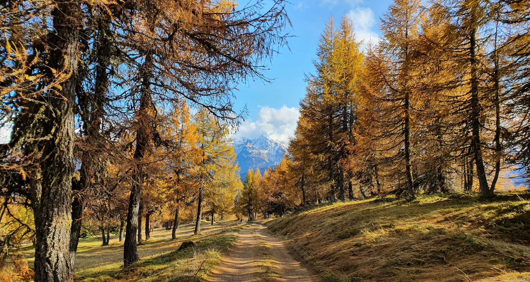 Lärche - Baum des Jahres 2026 © Strickner