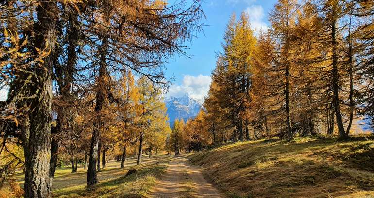 Lärche - Baum des Jahres 2026 © Strickner