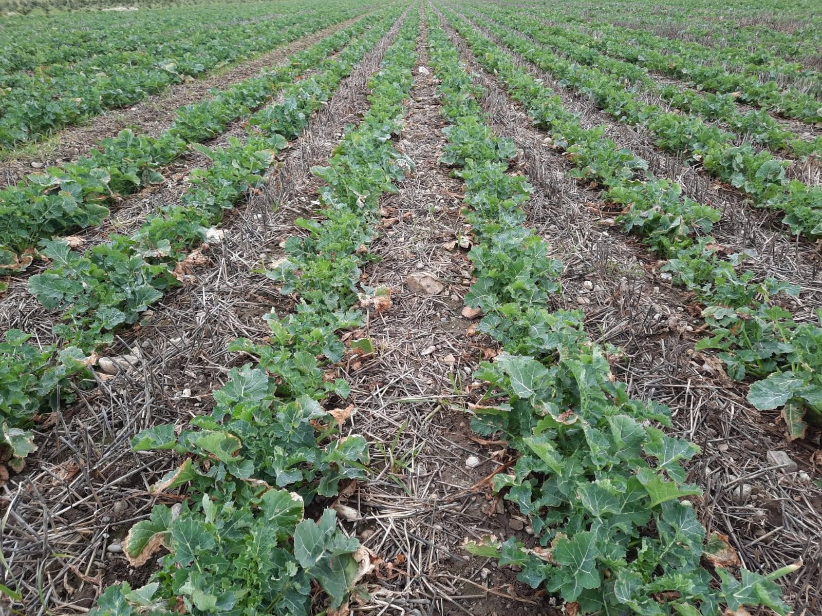 Feldbegehung mit den Experten Hubert Köppl (LK OÖ) und Rupert Reich (Pflanzenbau- INNForm). Knapp 20 Teilnehmer holten sich aktuelle Infos zu boden- und gewässerschonende Kulturführung und Pflanzenschutz bei den Kulturen Winterraps, Wintergerste, Winterweizen und Roggen. Zusätzlich gab es Einblicke in Direktsaat und Cultandüngung am Betrieb der Fam. Forthuber - herzlichen Dank! © BWSB