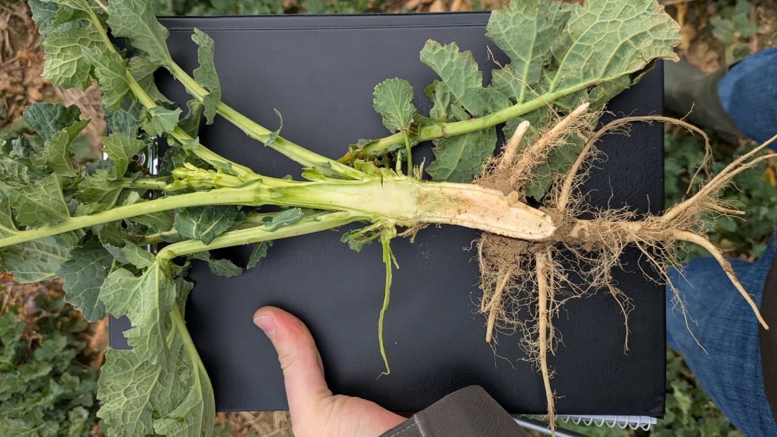 Weiter gehts mit den Feldbegehungen, dieses mal in Zirking im Bezirk Perg mit
Gerhard Gebeshuber. Knapp 20 interessierte Bäuer:innen informierten sich zur gewässerschonenden Kulturführung von Gerste, Weizen, Raps und Rübe. Weiter gab es einen Ausblick auf den Soja und Maisanbau. Danke! © BWSB