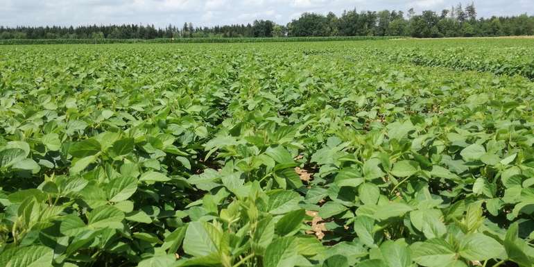 Sojabohnen-Schlag.jpg © Österreichische Hagelversicherung
