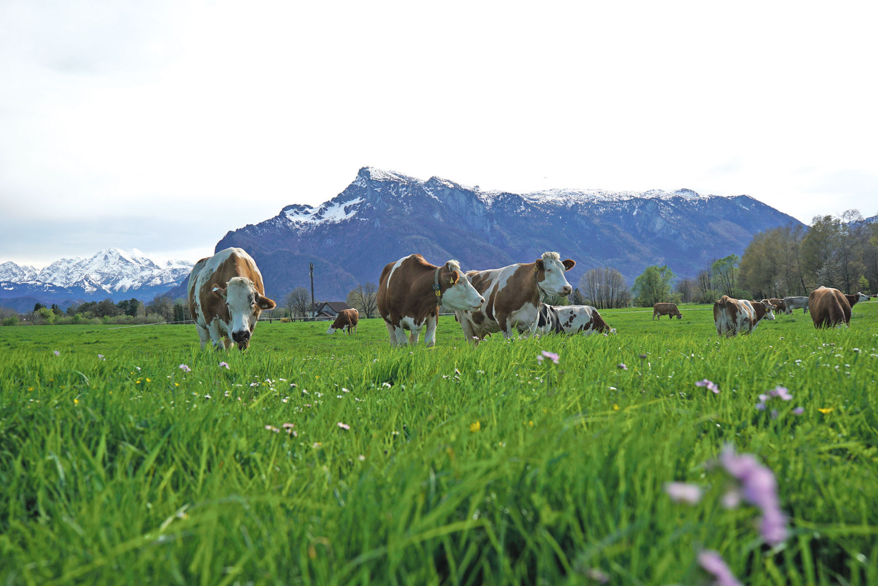 Frühweide.jpg © Hatheier