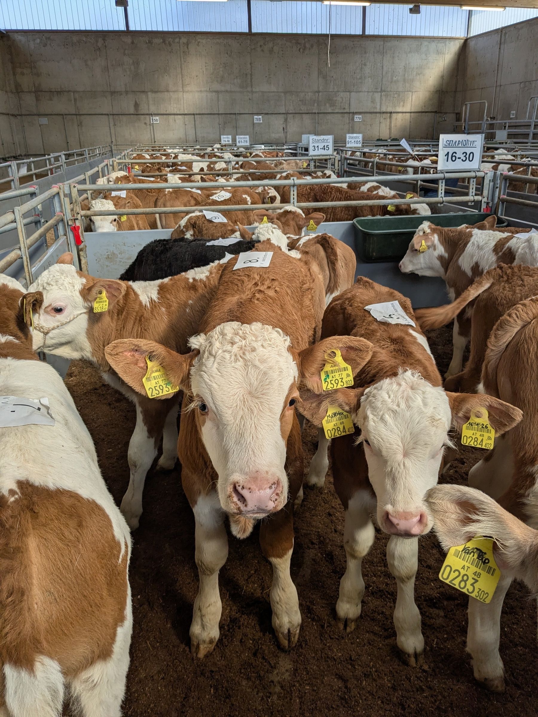 Versteigerung Freistadt - 18.03.2026.jpg © RZO/Bernhard Oppletal