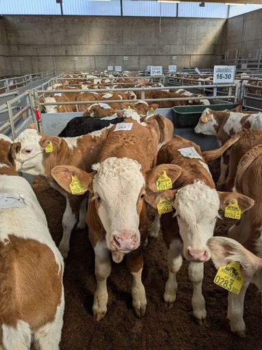 Versteigerung Freistadt - 18.03.2026.jpg © RZO/Bernhard Oppletal