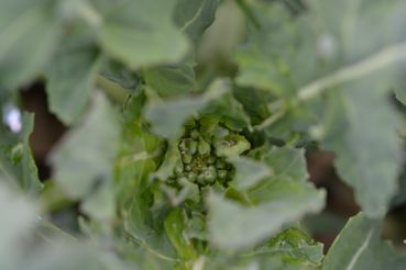 Rapsknospe sichtbar.jpg © LK OÖ/Köppl