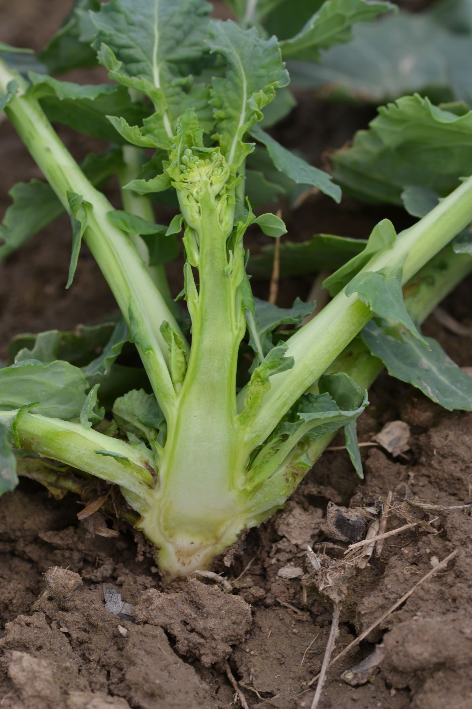 Raps-Aufstängeln.jpg © LK OÖ/Köppl