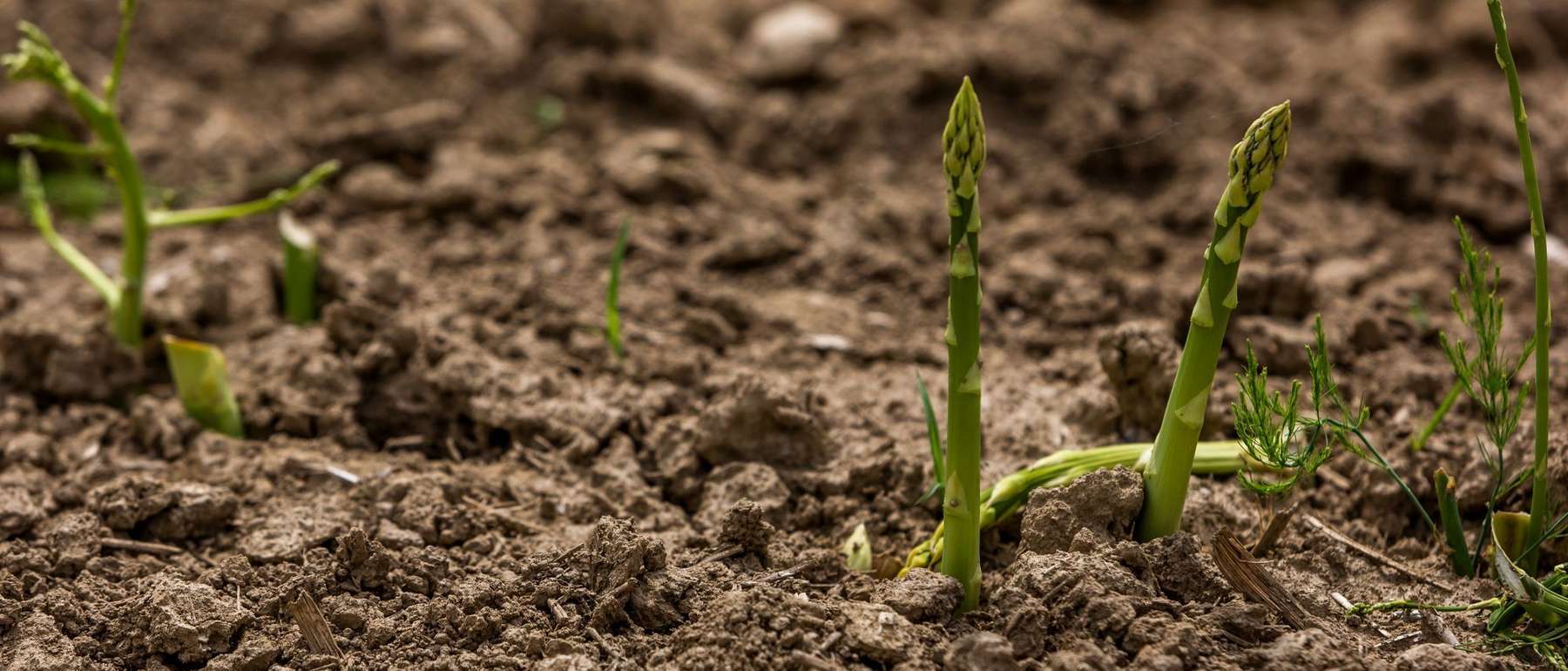 Spargel.jpg © AMA-Marketing