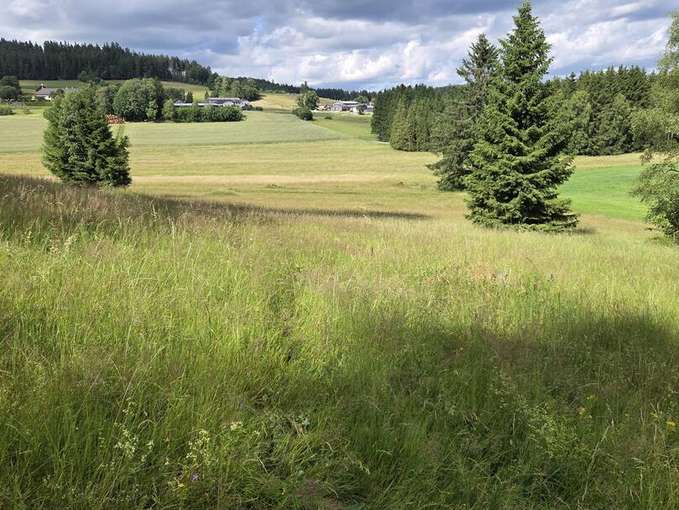 Biodiversitätsfläche_Grünland_NäheFrauenwieserteich.jpg © Elisabeth KerschbaumerL, KNÖ