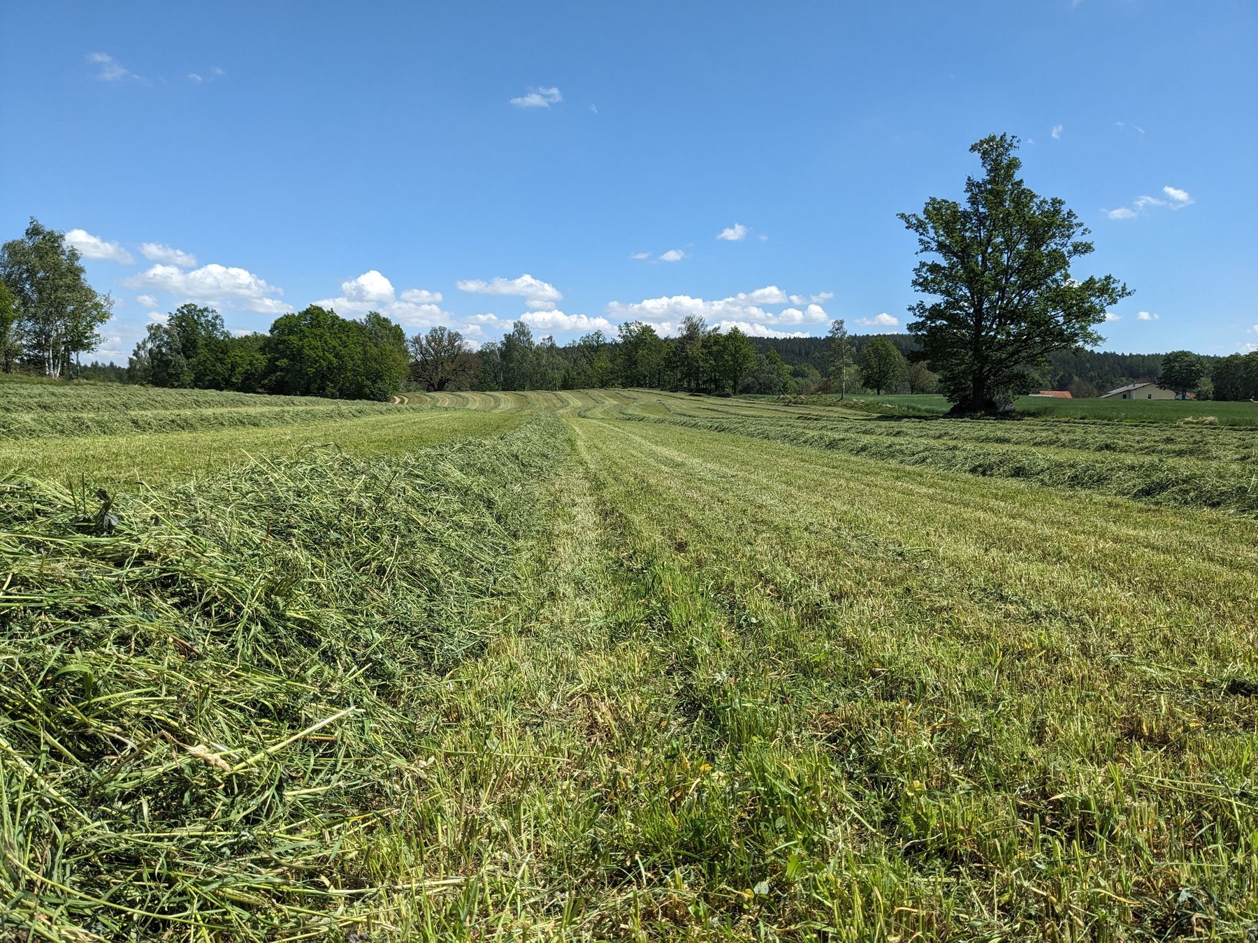 Grünlandwerdung.jpg © DI Martin Größ_ BBK Zwettl