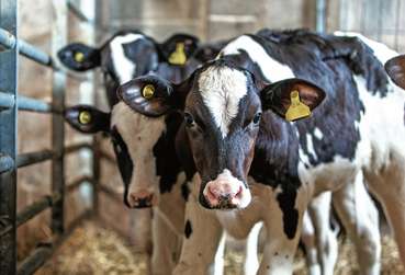 Daten zur Kälbersterblichkeit im AHDS.jpg © AdobeStock/Kieran