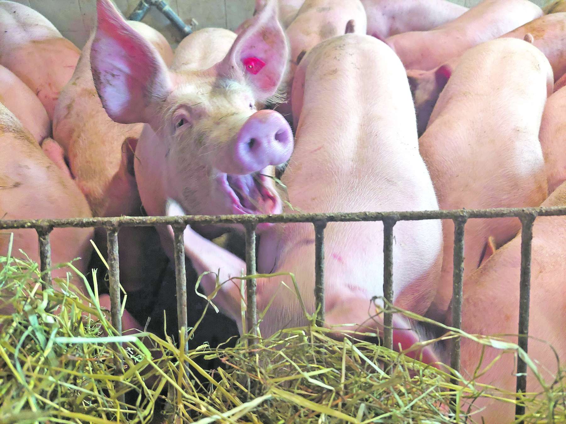 Projekt IBeSt.jpg © IBeSt