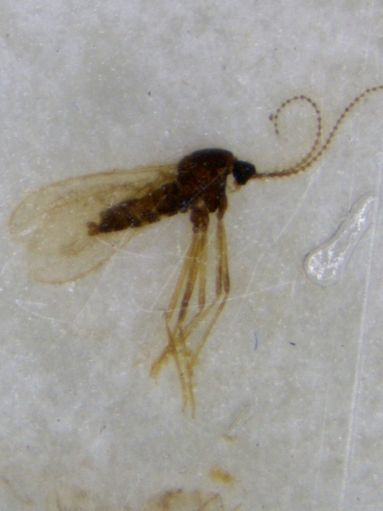 Birnengallmücke.jpg © LK Steiermark