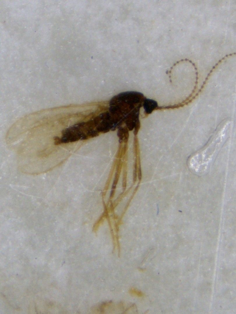 Birnengallmücke.jpg © LK Steiermark