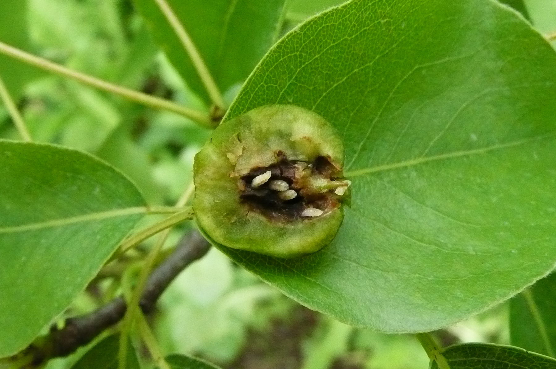 Birnengallmücke, Larve im Fruchtinneren.jpg © LK Steiermark